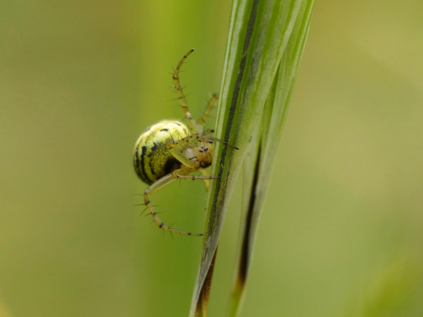 Mangora acalypha che prova il balooning - Sasso Marconi (BO)